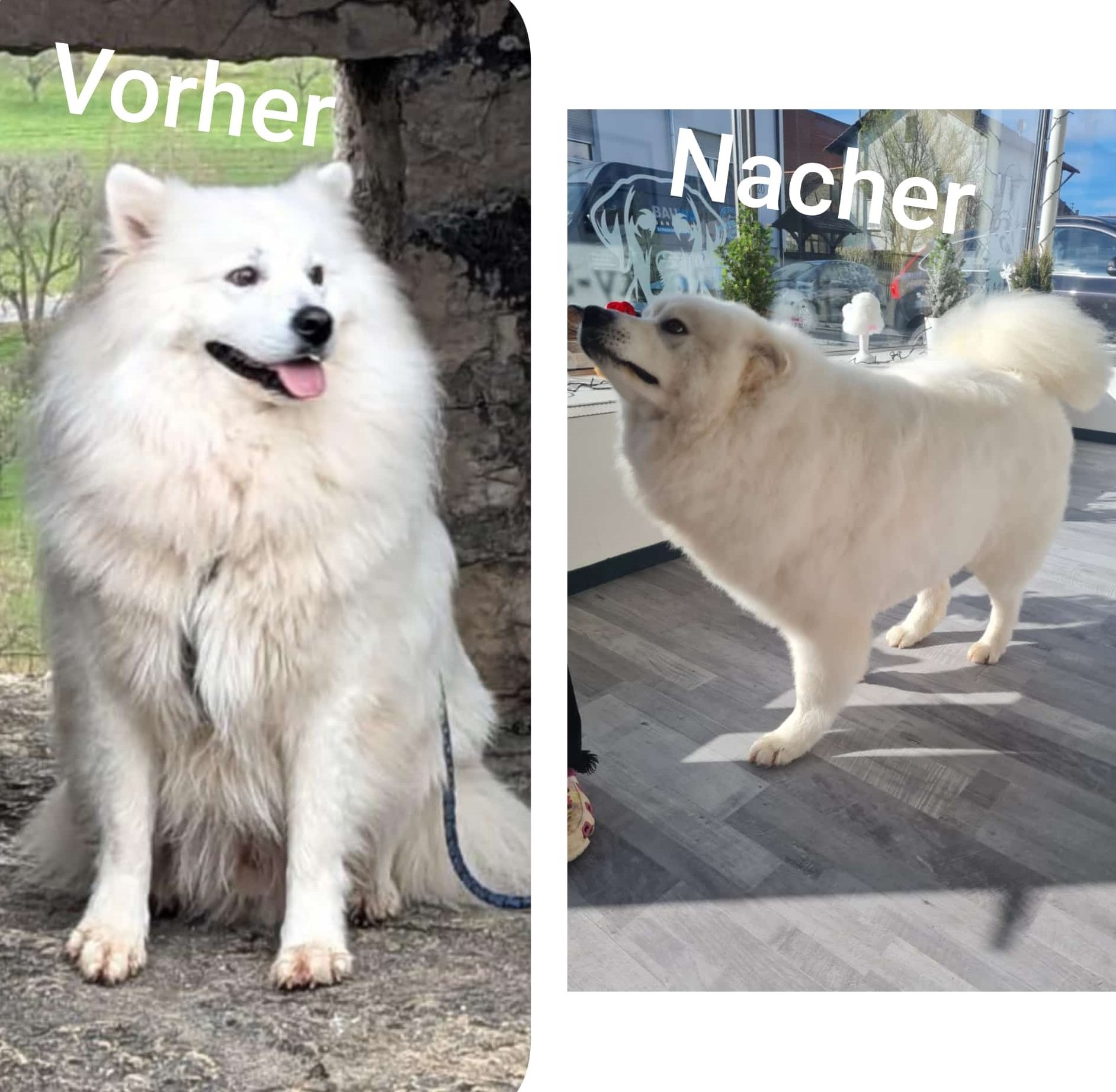 Hundesalon Bild 12